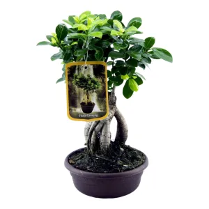 Ficus Microcarpa Ginseng (Bonsai) ↑ 30 cm