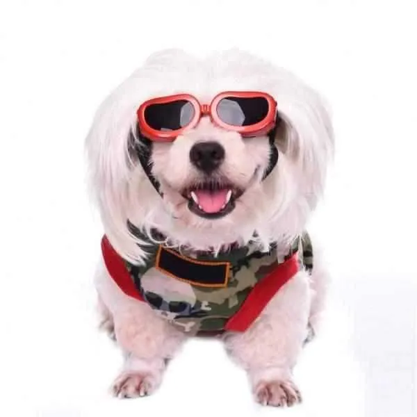 Jelly Bean Dog Goggles