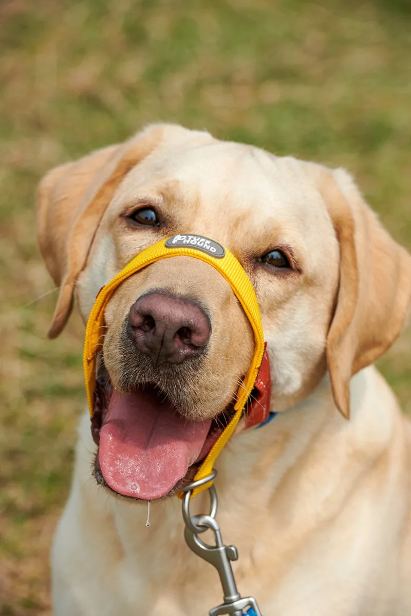 Multi-functional Dog Training Yellow Adjustable Guided Muzzle With Leash